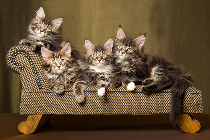 Gatos en el sofá.