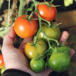Acelerar la maduración de tus tomates.